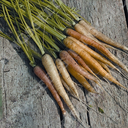 Picture of Carrot Rainbow